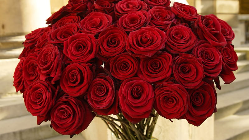 A Huge Bunch of Roses-Flowers graphy, HD wallpaper