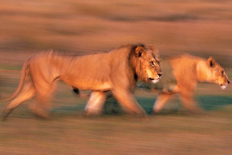 Leones en movimiento, leones frescos, en movimiento, Fondo de pantalla HD |  Peakpx
