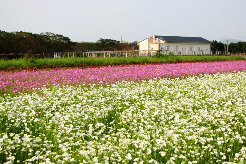 Rural flower fields, rural, flower fields, bonito, cosmos, white, pink, HD wallpaper