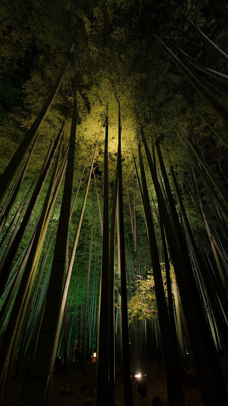 Forest , bamboo, black, nature, optical, tree, HD phone wallpaper