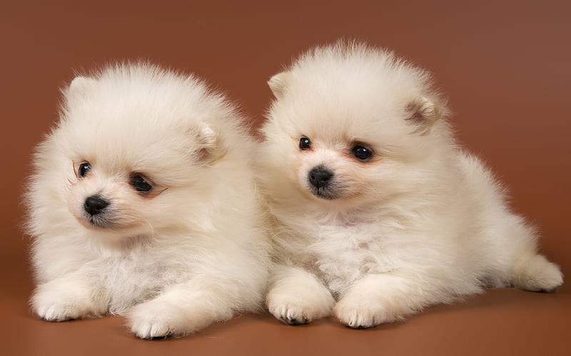 Adorable Dogs, pretty, friend, fluffy, loyal, adorable, sweet, puppies, beauty, face, dog, lovely, white dogs, breed, pets, baby, cute, pomeraian, paws, awesome, eyes, white, dogs, furry, bonito, small, animal, dog face, graphy, two, puppy, couple, animals, pomeranian, white dog, pet, spitz, HD wallpaper