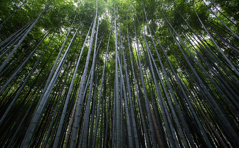Green Bamboo Forest Ultra, Nature, Forests, Green, Grass, Forest, Plants, Bamboo, Giant, Woods, Evergreen, lookup, lookingup, Bamboos, HD wallpaper