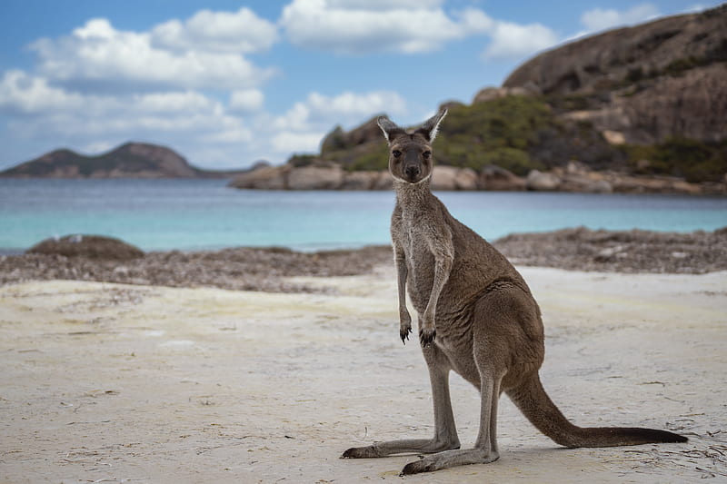 Animal, Kangaroo, Depth Of Field, Wildlife, HD wallpaper