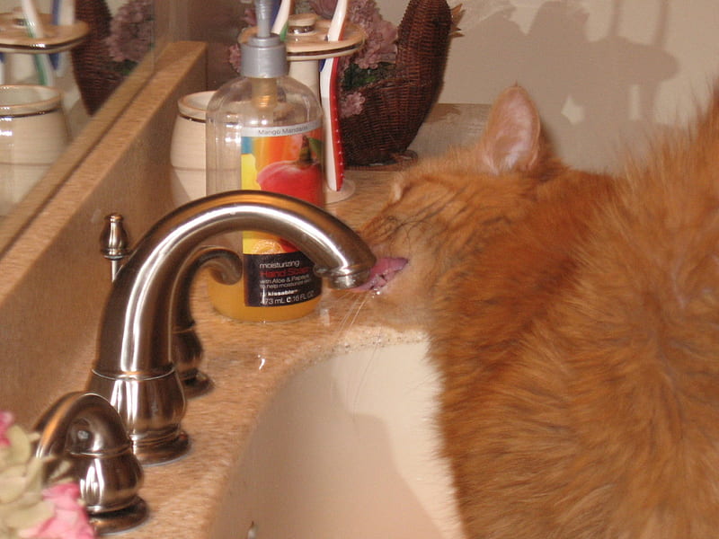 Cassie Slurping Water From A Sink, cassie, slurping, water, mmm, HD wallpaper