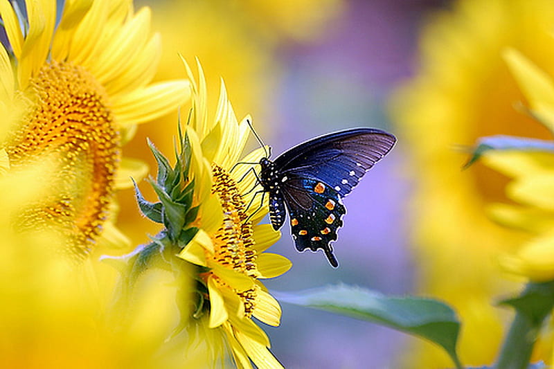 Wings in the sun, butterfly, sunflowers, flowers, black, yellow, white, blue, HD wallpaper