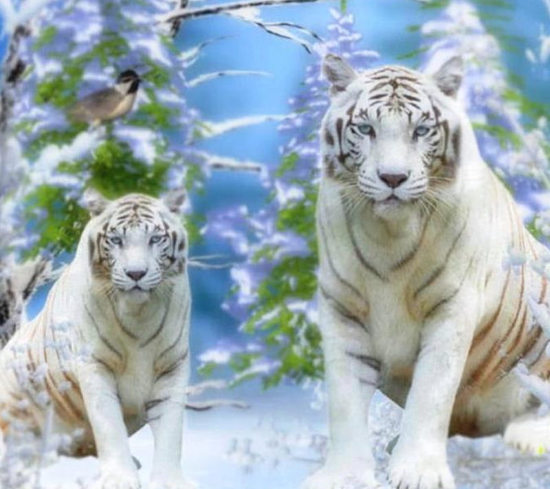 White Tiger 2, big cats, felines, predator, singapore, tigers, white tiger, HD wallpaper