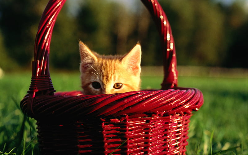 16 Hide and Seek-Little kitten in a Basket, HD wallpaper