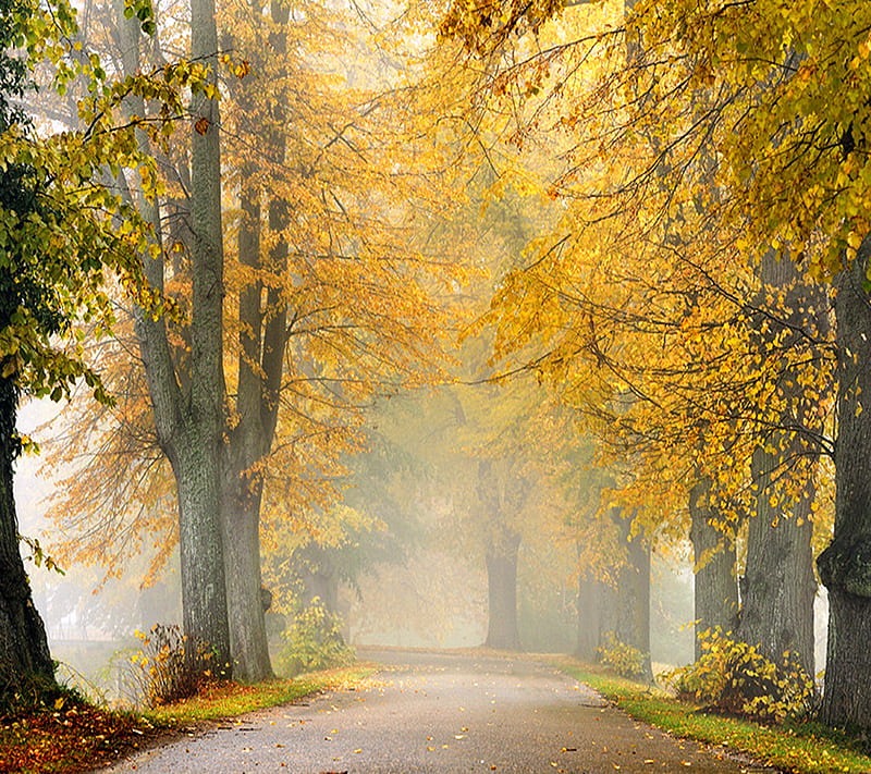 golden path, autumn, fall, fog, gold, leaves, mist, road, trees, yellow, HD wallpaper