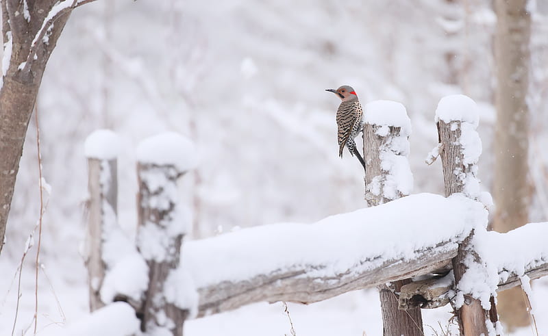 Birds, Bird, Winter, Snow, Wildlife, Northern Flicker, HD wallpaper