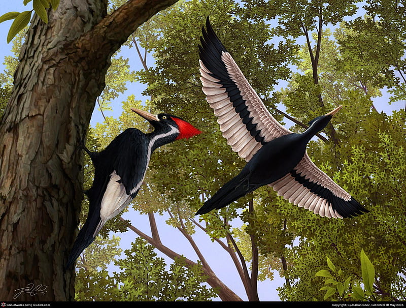 Ivory-billed Woodpecker, tree, nature, bird, flight, HD wallpaper
