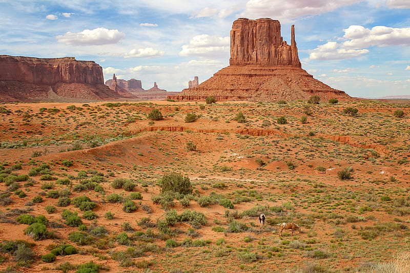 Monument Valley, Arizona, nature, canyon, usa, horses, HD wallpaper