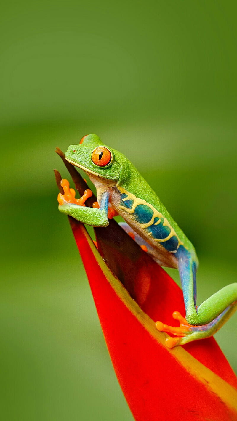 Frog, one, HD phone wallpaper