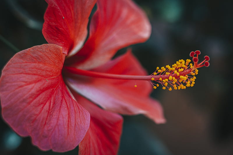 Red Hibiscus in Bloom, HD wallpaper