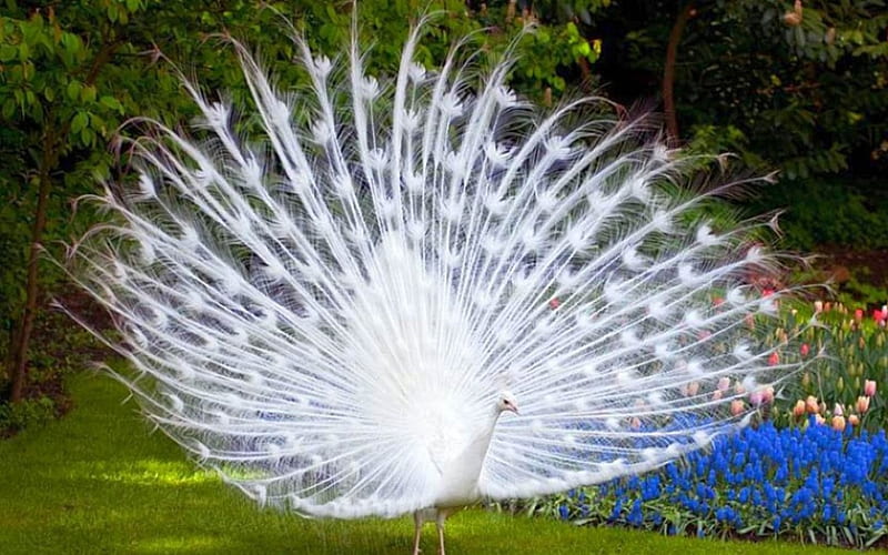Beautiful birds, bird, peacock, garden, nature, white, outdoors, HD  wallpaper | Peakpx