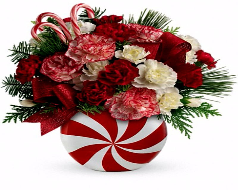 Merry Christmas Flowers, White, Red, Flowers, Nature, HD wallpaper Peakpx