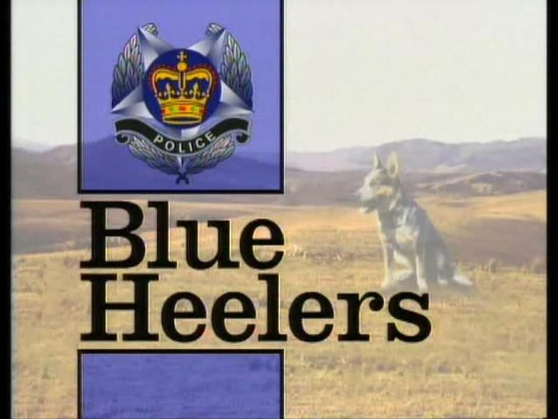 blue heelers, show, cop, heelers, blue, HD wallpaper