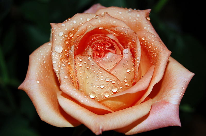 Rose, blossom, raindrops, color, garden, petals, HD wallpaper