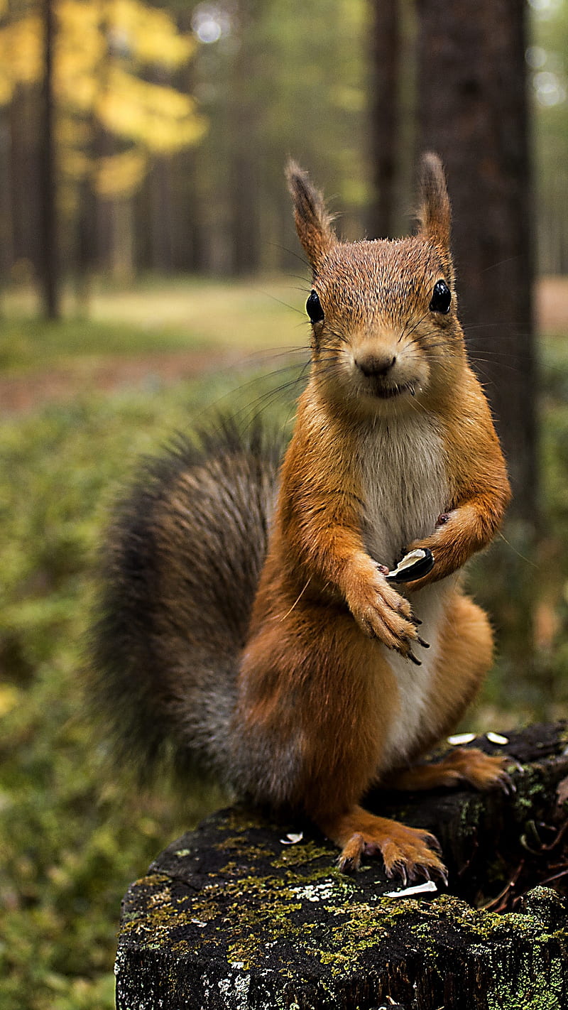 Squirrel on Grass , greens, summer, shopping, nature, animal, wild, HD phone wallpaper