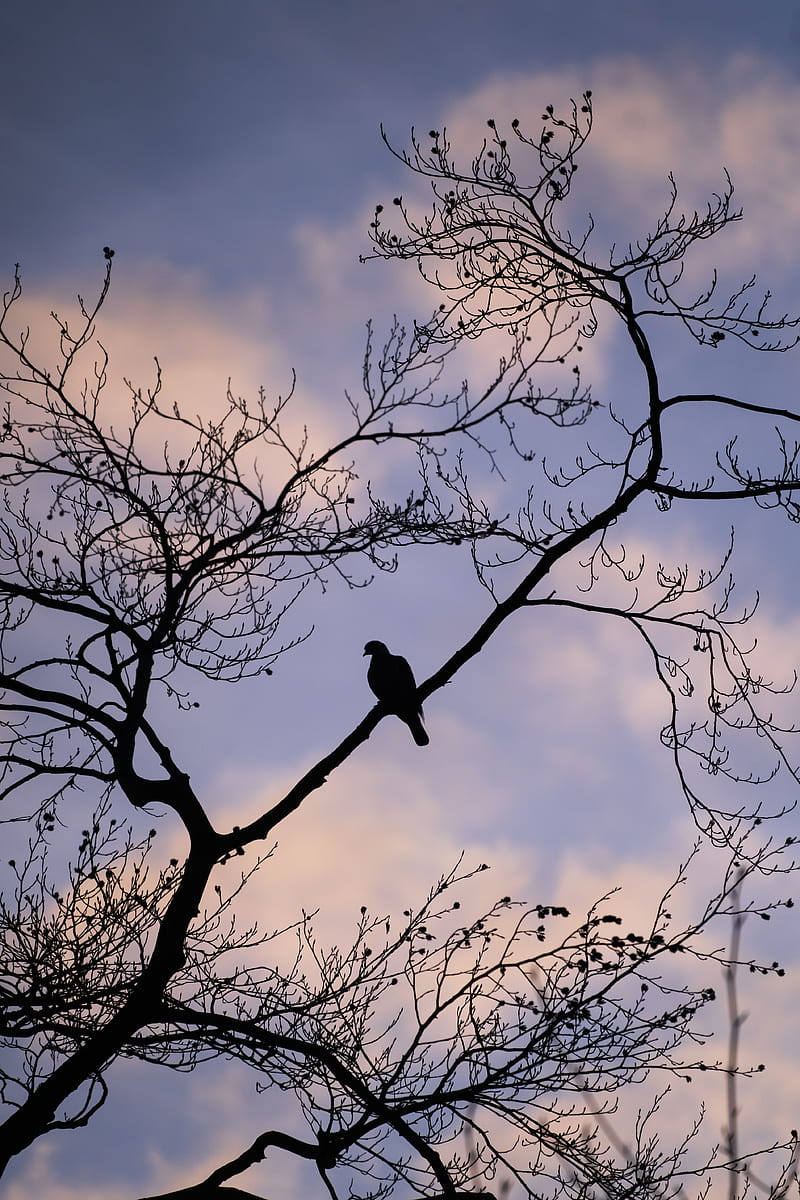 dove, bird, branch, sky, HD phone wallpaper