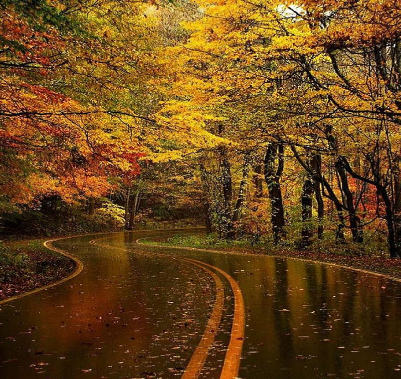 Jesień, liscie, deszcz, zakret, szosa, HD wallpaper | Peakpx