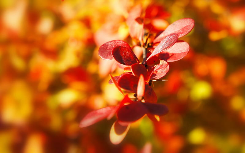 plant autumn leaves-, HD wallpaper