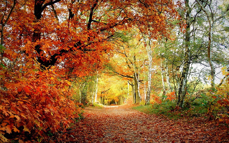 path trees oak birches leaves-Autumn, HD wallpaper