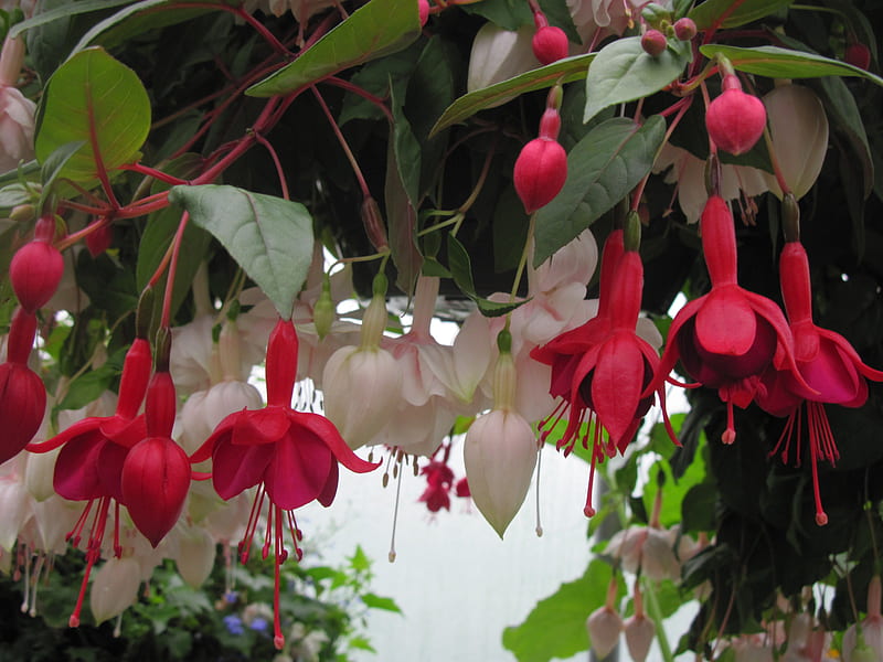 Flowers garden in greenhouse 25, red, graphy, green, Flowers, white, fuchsia, leaf, HD wallpaper