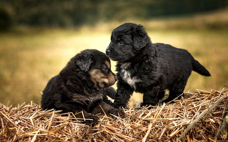 small black puppies, cute animals, small dogs, curly puppies, pets, dogs, wheat, field, HD wallpaper