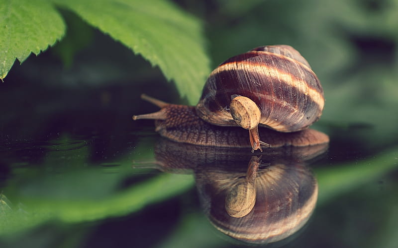 Snail with Baby, baby, snail, animals, water, leaves, macro, HD wallpaper