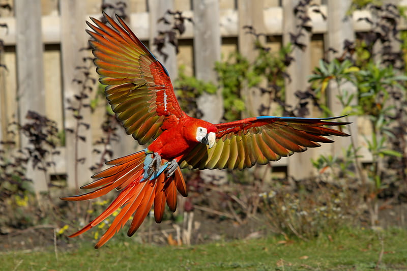 Scarlet-Macaw, Macaw, parrot, bird, Scarlet, HD wallpaper