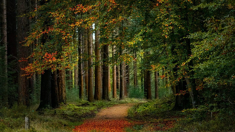Woods, nature, tree, landscape, wood, HD wallpaper | Peakpx