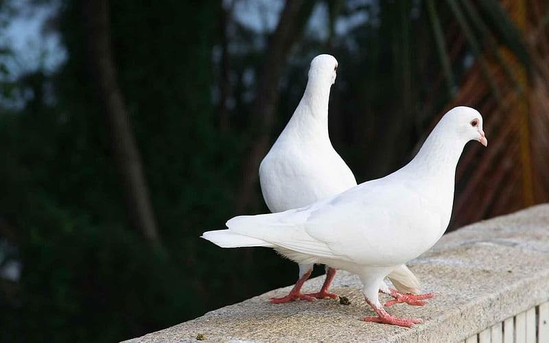 White doves, birs, bonito, animal, love, Valentine, day, dove, white, couple, HD wallpaper