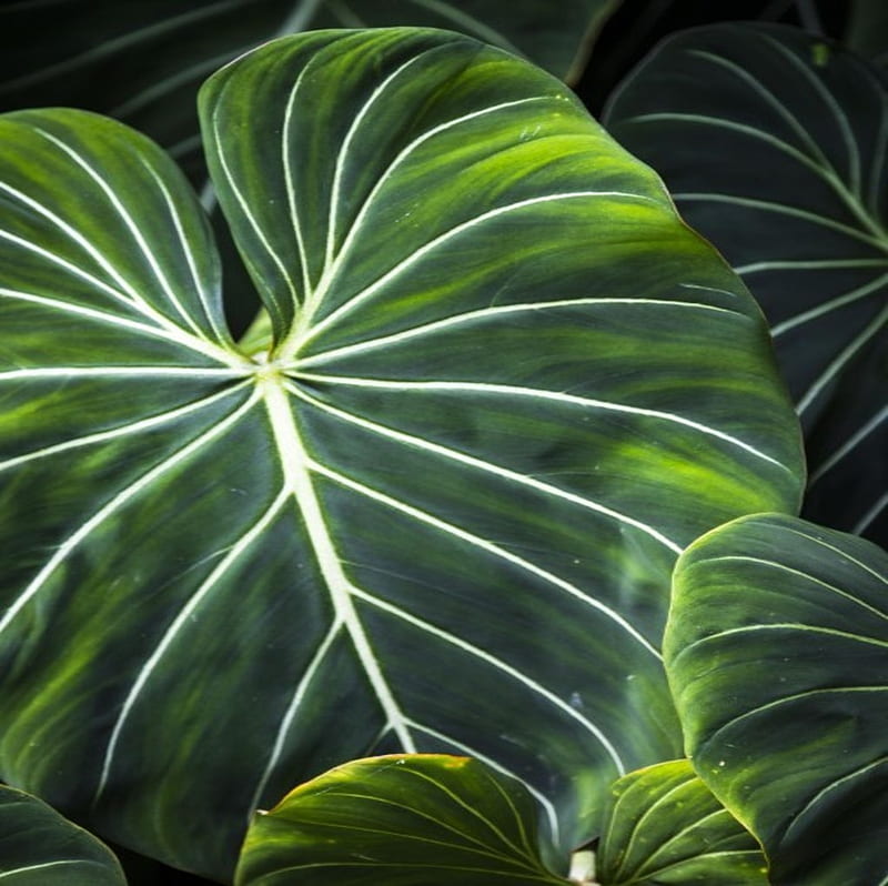 Philodendron gloriosum/Satin Leaf Philodendron | Araceae/Aru… | Flickr