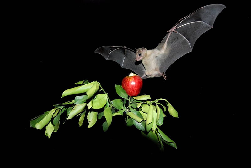 egyptian fruit bat, apple, get, tree, to, flying, HD wallpaper