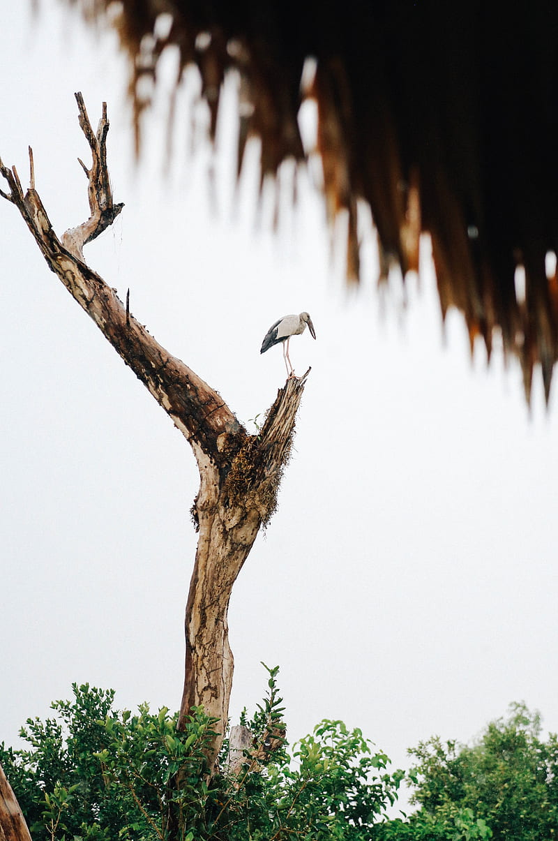 stork, bird, tree, bushes, HD phone wallpaper
