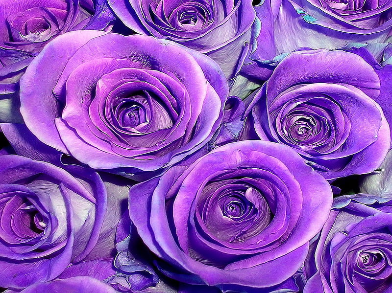 purple roses for purple lovers, fantasy, purple, flowers, nature, roses, HD wallpaper