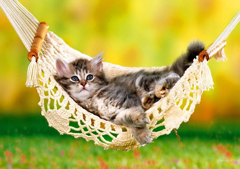 One lazy day, grass, fluffy, kitty, adorable, hammock, cat, sweet, cute ...