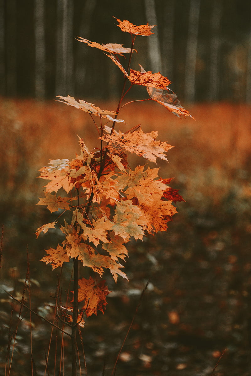 tree, maple, autumn, leaves, dry, HD phone wallpaper