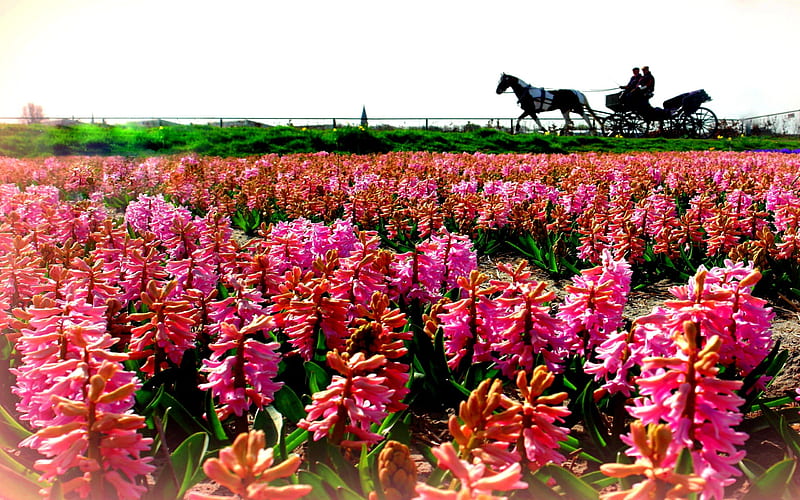 PINK JOURNEY, people, ride, flowers, horse, pink, field, carriage, HD wallpaper