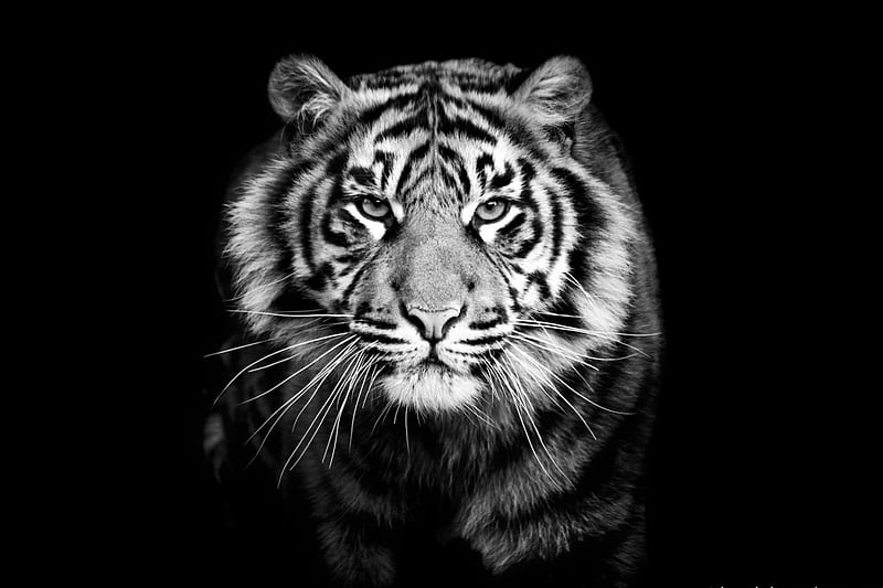 Tiger, bw, black, white, animal, HD wallpaper