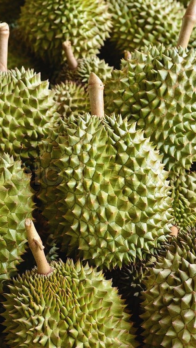 Durians, fruit, other, HD phone wallpaper
