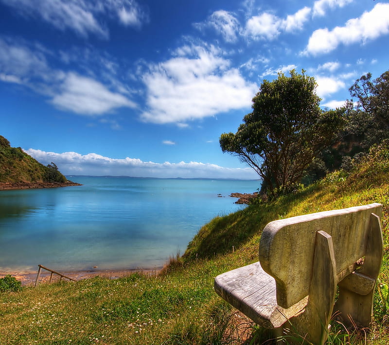 Nature, bonito, bench, clean, grass, nice, pure, sea, tree, wood, HD wallpaper