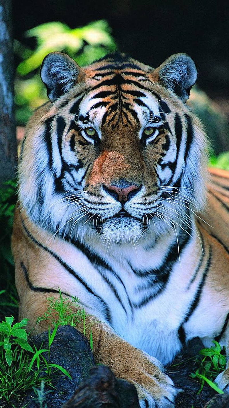 Tigers, tig were s, HD phone wallpaper