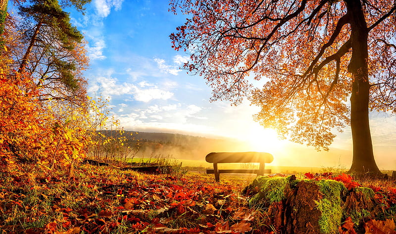 Autumn scenery, bench, scenery, foliage, fall, rest, autumn, sun, bonito, leaves, rays, branches, HD wallpaper