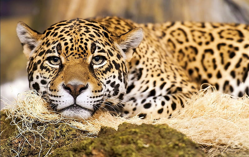 Jaguar, pretty, bonito, sweet, beauty, face, sleepy, animals, lovely, kitty, cat, sleeping, cat face, hat, cute, paws, cats, kitten, HD wallpaper