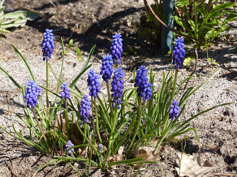 Grape Hyacinth, grape-hyacinth, flowers, garden, spring, blue, HD wallpaper