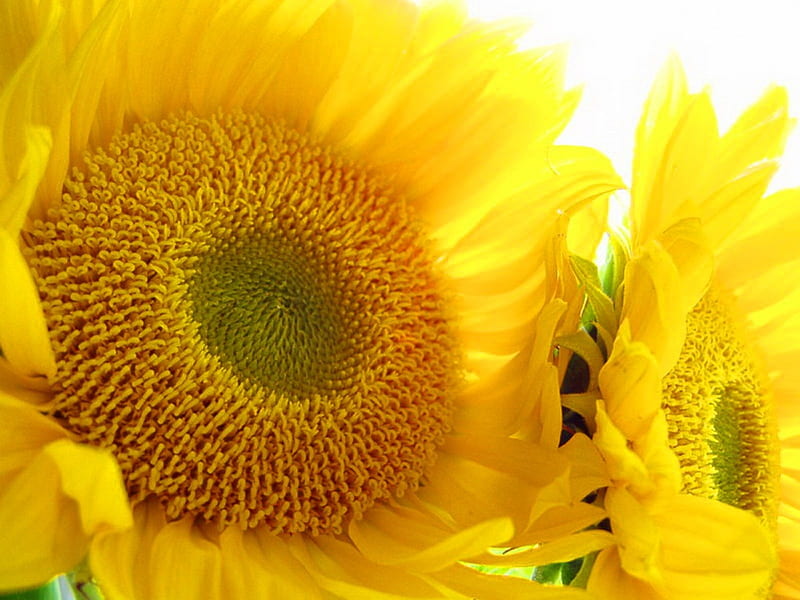 Wishing you a bright sunshiny day, sunflowers, bright, flowers, yellow, sunshine, HD wallpaper