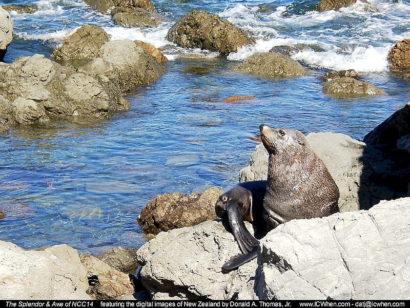 Sea Lion Resting, rocks, mammal, water, clear, ocean, HD wallpaper