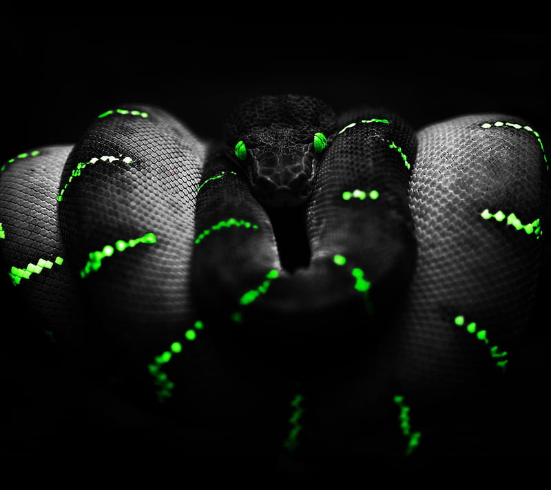 Black green snake, boa, cobra, cool, note3, python, razer, s4, sreefu, stripe, HD wallpaper