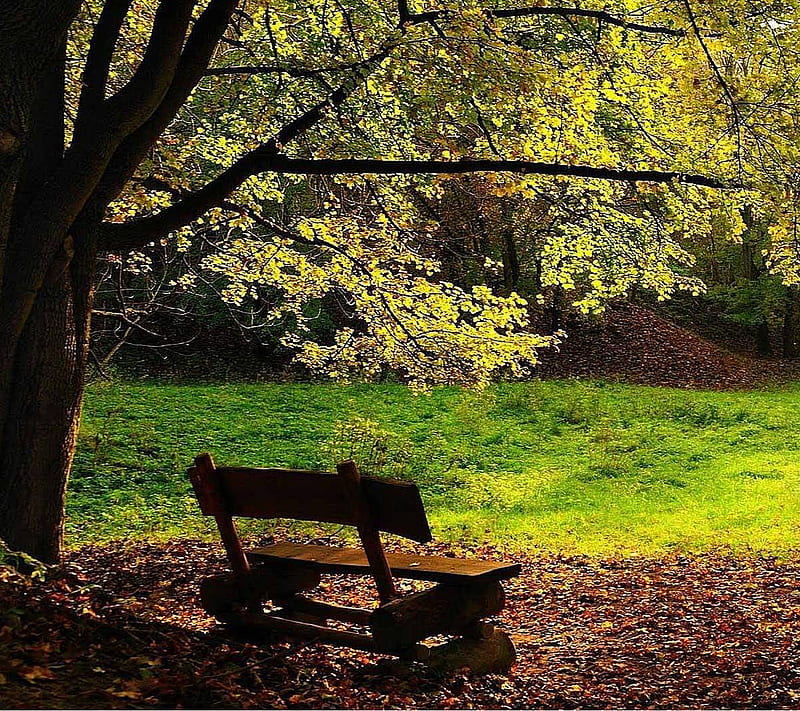 1920x1080px, 1080P free download | Nice, bench, landscape, nature, park ...